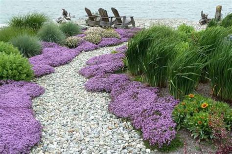 Using Magic Carpet Ground Cover to Spruce Up Your Outdoor Living Space